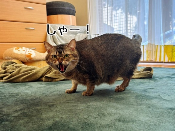 動いても可愛い春乃さん