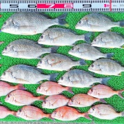 2026年4月16日　釣果