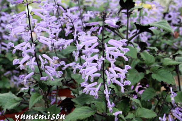 プレクトランサス モナラベンダー 花とハーブで 元気いっぱい プレクトランサス モナラベンダー 花とハーブで 元気いっぱい