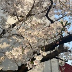 日本才能学研究所オフィシャルブログ*:.｡.ღ˘◡˘ற♡.｡.:*･ﾟ