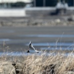 ふなきちのフィールドノート