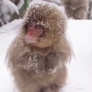 雪まみれで丸まるニホンザルの赤ちゃんが小さすぎる「ほぼ毛玉じゃん」【海外の反応】