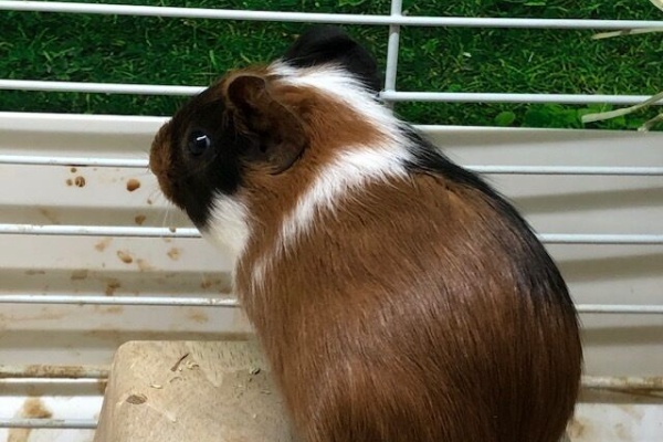 小動物専門店nature S ペッツワンカインズ福岡新宮店