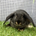 新しいうさぎさんのご紹介です🐇