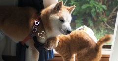 久しぶりに晴れた♪