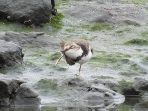 2026年9月13日の野鳥公園