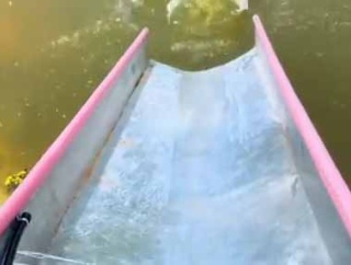 イヌは順番を守る動物だ。ばっしゃ～ん！ → 彼らもそのようです…