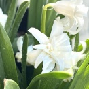 白い🤍花が咲いています😊💕