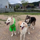 カフェmofドッグラン♪