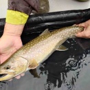 第24回Abu杯　第2位　岩魚51cm