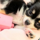 チワワの男の子☆