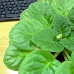 英国つれづれ日記