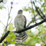 Tokyo_wildbirdpark_blog