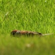 今日の野鳥　カワラヒワ・スズメ