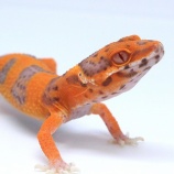 『【新入荷】レオパ入荷してます。明日からはサービスデーです！』の画像