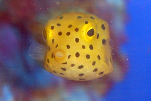 ちょっと良くなった ミナミハコフグから白い膜だいぶ取れる フグweb ハコフグとフグと海水魚と Second Season