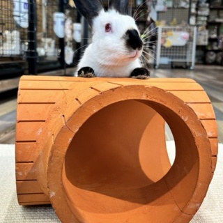 うさぎブログ　うさぎのしっぽ公式ブログ「日々しっぽ」