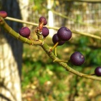 く～ちゃんの自然観察記