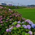 Wonderful Dreams Shinkansen:6/29①