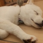 ペットショップ ワンラブ カインズ浜松雄踏店のスタッフブログ