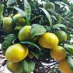 たろみんと歩こう