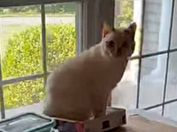 【ちょっ！】 ネコに「作りかけのパズル」をぶっ壊されることがある。でもこうすれば安心 → さすが猫ですね…