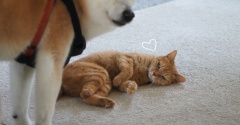 行くてをブロックする猫