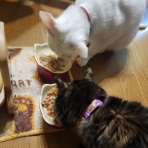 猫印良品和菓子店