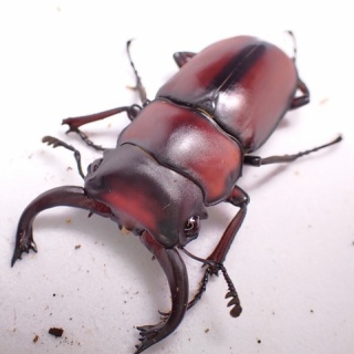 クワガタ備忘録