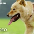 外国人「日本のシバ犬、モンキーを追い払う」BBC Earthが野生の日本を紹介してる