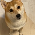 【画像】仕方ないからワイんちの柴犬みせてあげるよ