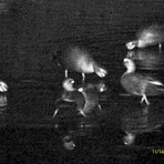 ふなきちのフィールドノート