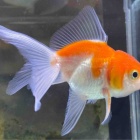 『金魚•メダカ入舎情報‼️』の画像