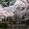 兼六園の桜