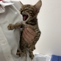 今日のにゃんこ