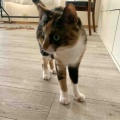 ようやくお顔のハゲが回復中