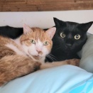 僕たちソウルメイト🐈️🐈‍⬛