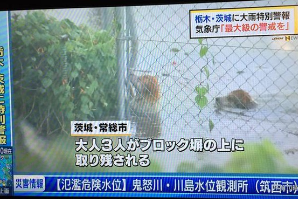 鬼怒川決壊の2匹の犬が生還 Remmikkiのブログ