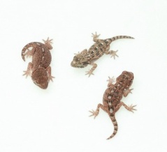 【新入荷！！】ヘルメット！ジャイゲコ！キタオビタマ！