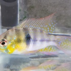 『5月20日(土)　熱帯魚入荷情報』の画像