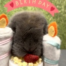 アイドルうさぎパルくんのお誕生日でした♪