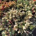 abebi.aa　<abe beat>