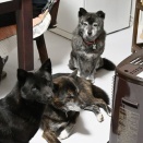 写真がたまってしまいました