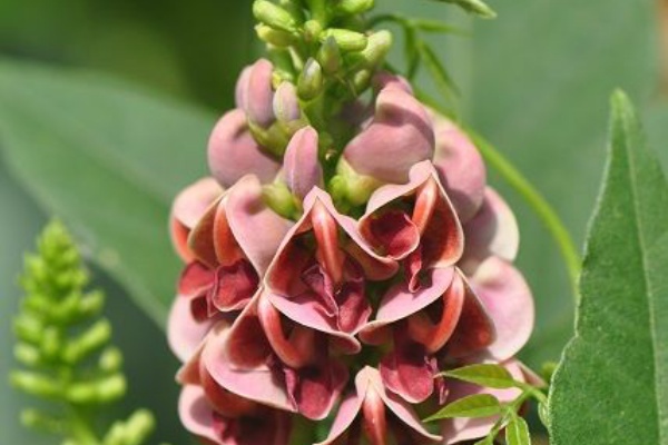 花いろいろ アピオス