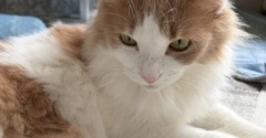 猫が新聞を読ませてくれない