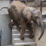 砥愛ちゃん、まだまだ上っています！下りています！