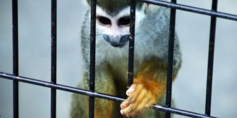 【衝撃】動物園でリスザルの檻前で猿に手を伸ばしたら…