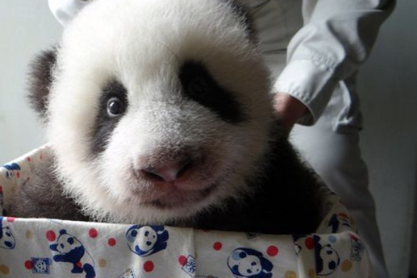 ふぉるもさ速報 パンダ