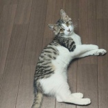 『キレイ好きな猫達』の画像