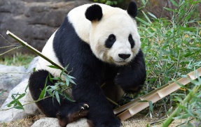 上野動物園「パンダ来月で返還します！」客「うおおおおおおお！」閲覧1分なのに4時間待ちの大行列になってしまう